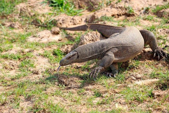 Udawalawe Safari from Mirissa: Full-Day Elephant & Wildlife Jeep Tour photo 4