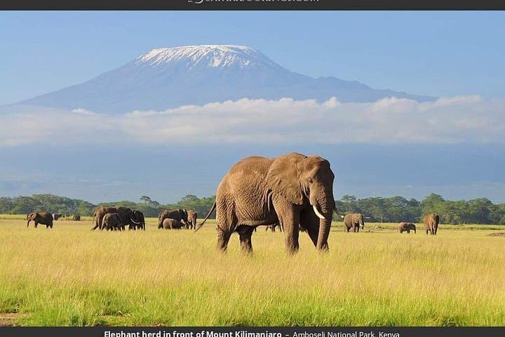 Amboseli Safari: 2-Night, 3-Day 4x4 Wildlife Adventure from Nairobi photo 1