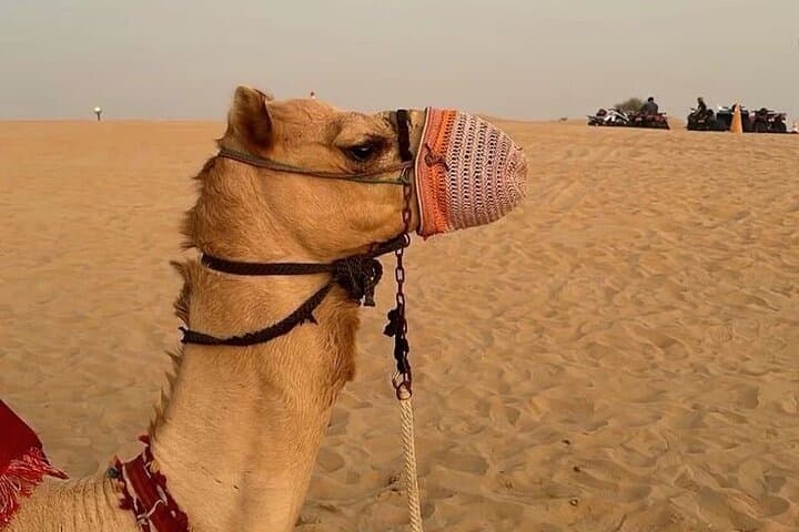 Sunset Desert Safari at Lehbab Red Dunes: Dune Bashing, Camels & BBQ photo 6
