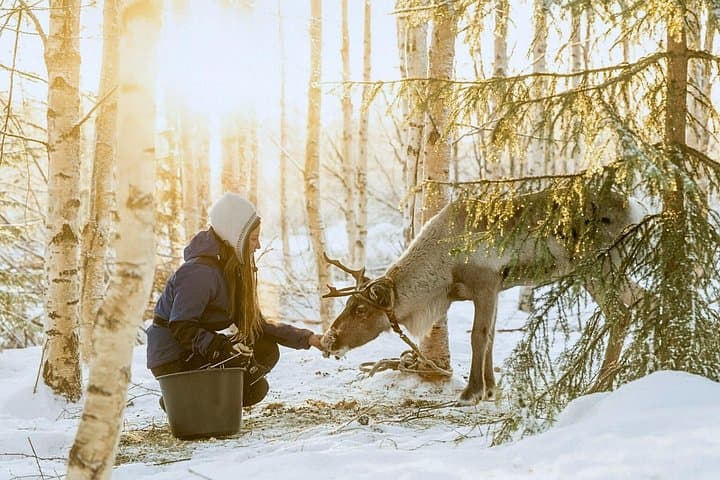 Rovaniemi Reindeer Safari: 2.5 km Sled Ride at a 200-Year-Old Farm photo 3