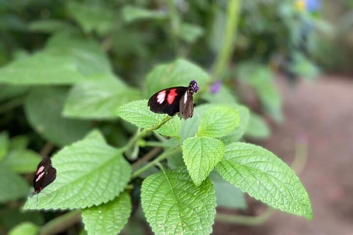 Full-Day Mindo Butterfly Garden & Cloud Forest — Hummingbirds, Waterfalls and Chocolate photo 3