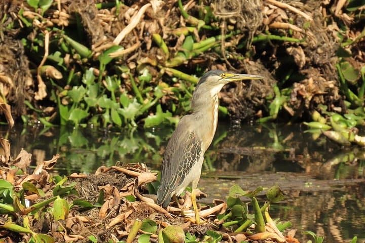 Bird Watching Bogota Wetlands: Guided Tour of Jaboque, La Florida & Reserve photo 1