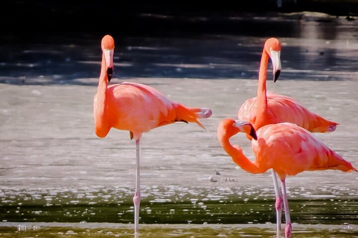 Celestún Flamingo Boat Tour — Mangroves, Beach Time & Seafood from Mérida photo 5