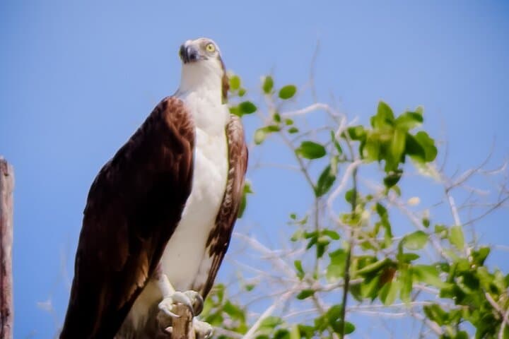 Celestún Flamingo Boat Tour — Mangroves, Beach Time & Seafood from Mérida photo 4
