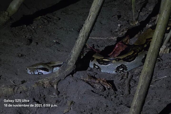 Tortuguero 2-Hour Night Wildlife Walk: Guided Nocturnal Rainforest Tour photo 3