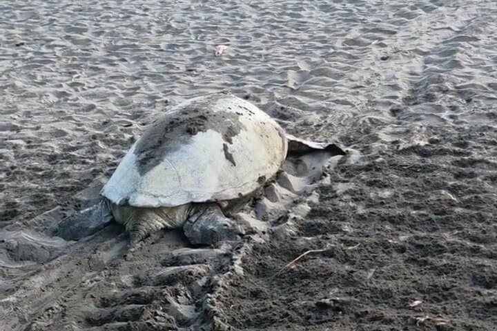 Night Turtle Tour at Tortuguero National Park: What to Expect (July–October) photo 5