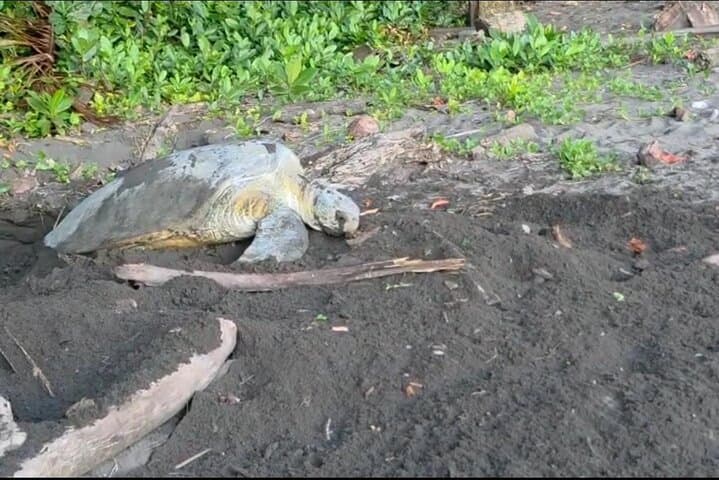 Night Turtle Tour at Tortuguero National Park: What to Expect (July–October) photo 4