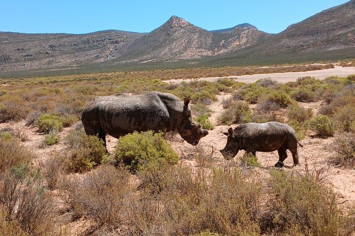 Cape Town Big 5 Sunset Safari at Aquila Game Reserve with Wine Tasting photo 2