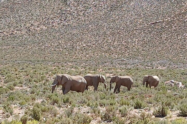 Cape Town Big 5 Sunset Safari at Aquila Game Reserve with Wine Tasting photo 3