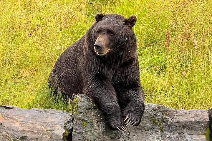 Whittier to Anchorage Scenic Transfer: Alaska Wildlife Center & Alyeska Tram photo 2