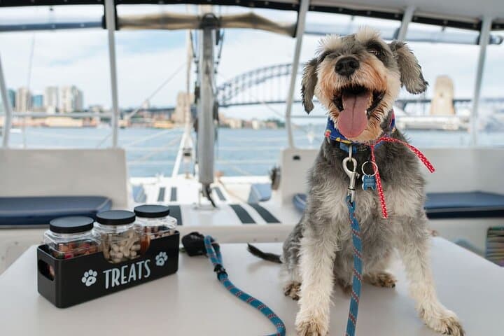 Dogs on Deck: 1‑Hour Sydney Harbour Catamaran Cruise with Your Dog