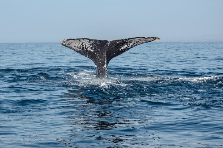 Oaxacan Coast Whale Watching and Snorkeling from San Agustinillo photo 4