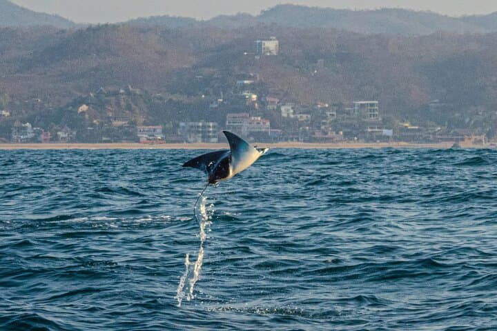 Oaxacan Coast Whale Watching and Snorkeling from San Agustinillo photo 6