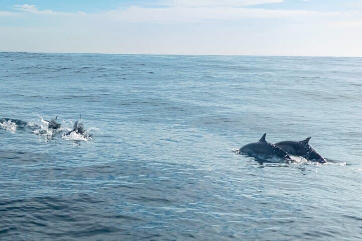 Oaxacan Coast Whale Watching and Snorkeling from San Agustinillo photo 5