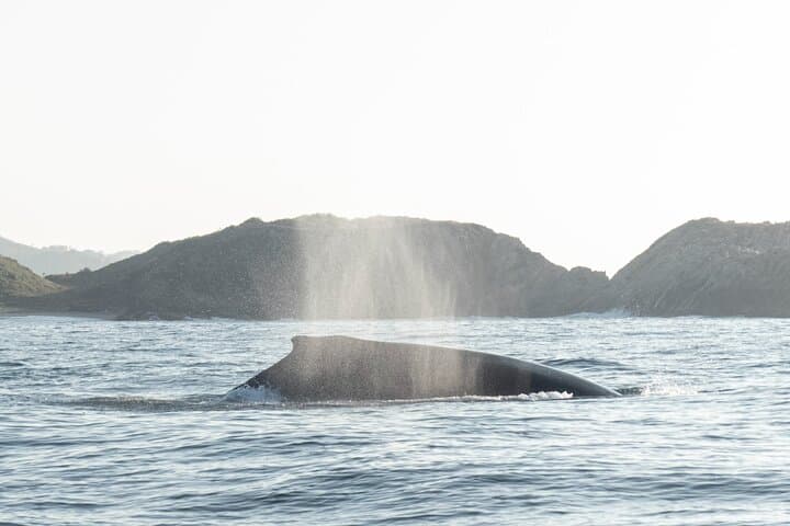 Oaxacan Coast Whale Watching and Snorkeling from San Agustinillo photo 3