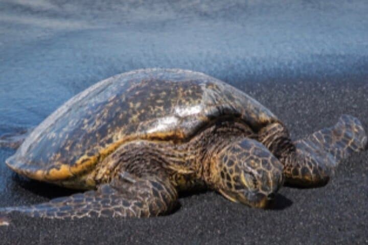 Hilo Shore Excursion: Volcano, Waterfall & Black Sand Beach with Lunch photo 6