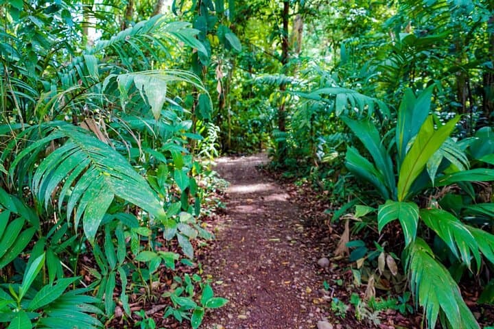 La Fortuna Self-Guided Rainforest Hike at Monkey Park — Wildlife Walk & Local Snack