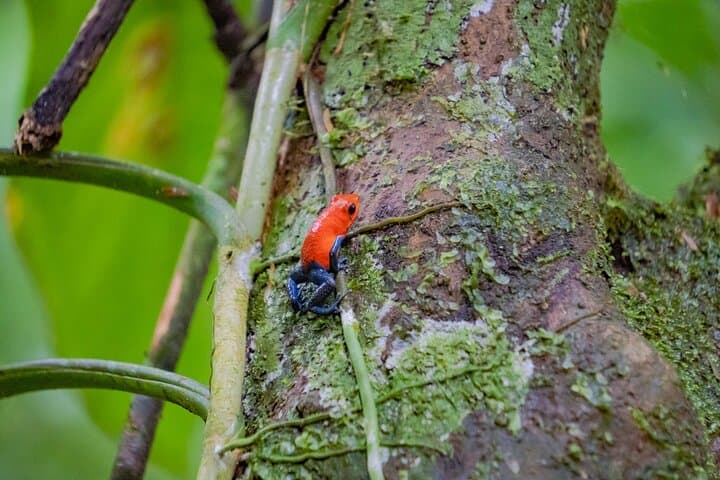 La Fortuna Self-Guided Rainforest Hike at Monkey Park — Wildlife Walk & Local Snack photo 3