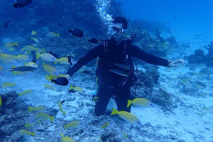 Half-Day Private Scuba Charter in Ishigaki — Sea Turtles & Manta Rays photo 2