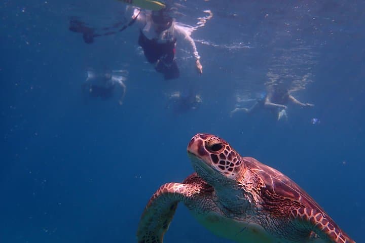 Ishigaki Island Snorkeling: Coral Gardens and Mackerel Shoals photo 2