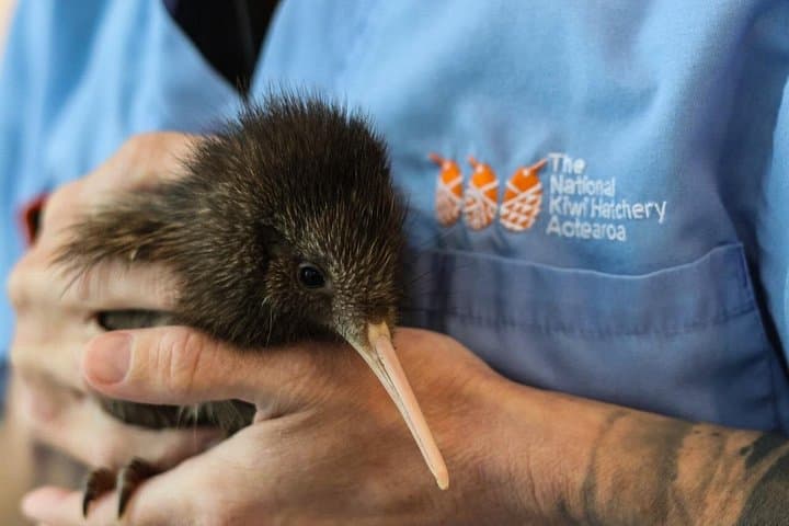 Inside New Zealand's National Kiwi Hatchery: Kiwi Encounter Guided Tour photo 5