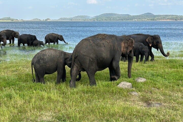 12-Day Sri Lanka Private Round Tour: Island Bliss Getaway photo 6