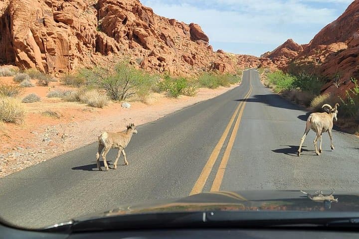 Valley of Fire and Red Rock Canyon Day Tour from Las Vegas photo 2