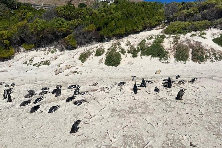 Full-Day Cape Point & Boulders Beach Tour — Penguins, Chapman’s Peak Drive, and Coastal Views