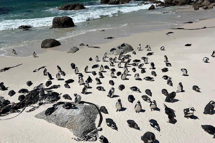 Full-Day Cape Point & Boulders Beach Tour — Penguins, Chapman’s Peak Drive, and Coastal Views photo 2