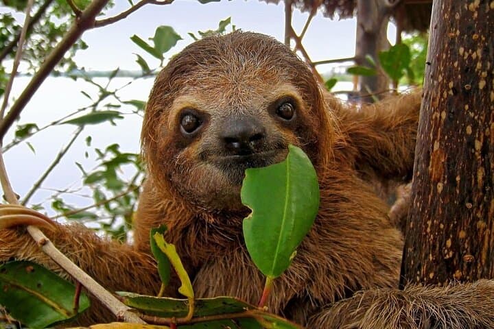 Roatán 4-in-1 Zipline, Golf Cart & Beach Club Adventure with Sloths photo 4