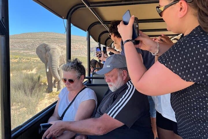 Cape Town Big Five Safari Day Trip with Transport and Lunch photo 3