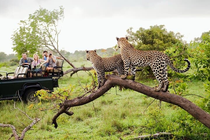 Cape Town Big Five Safari Day Trip with Transport and Lunch photo 5