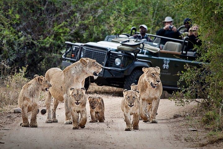 Cape Town Big Five Safari Day Trip with Transport and Lunch photo 2