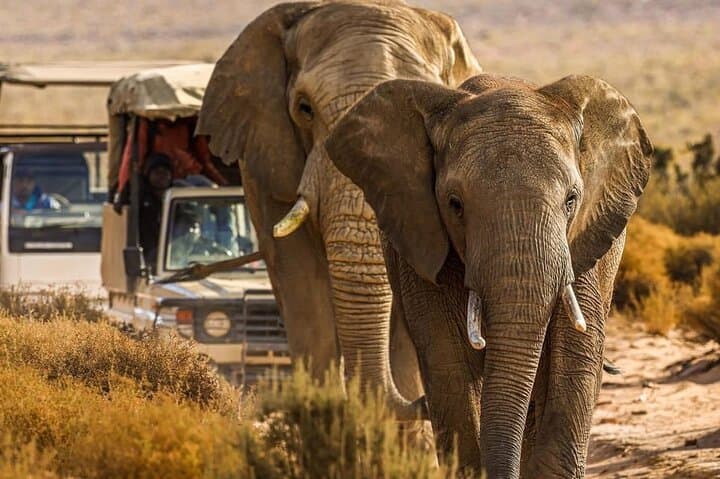 Cape Town Big Five Safari Day Trip with Transport and Lunch photo 6