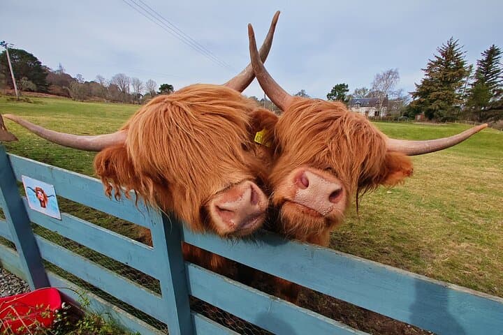 Private Luxury North Route Invergordon Shore Excursion — Castles, Distilleries & Seal Colonies