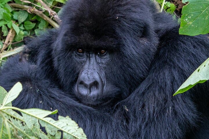3-Day Rwanda Gorilla Trekking & Chimpanzee Tracking in Volcanoes National Park