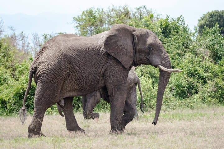 2-Day Tarangire & Ngorongoro Safari from Arusha — Big Five Wildlife Experience photo 6