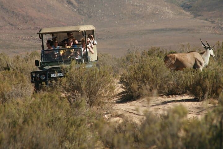 Overnight Inverdoorn Safari from Cape Town — Big Five Lodge Experience photo 3