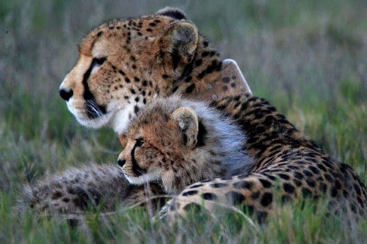 Overnight Inverdoorn Safari from Cape Town — Big Five Lodge Experience photo 4