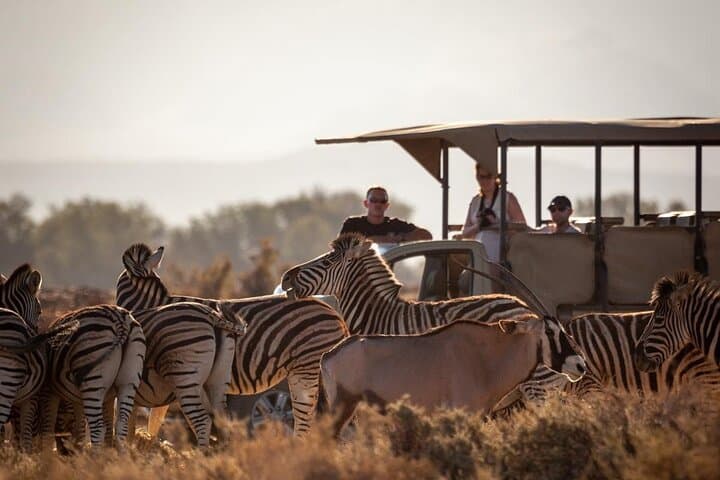 Overnight Inverdoorn Safari from Cape Town — Big Five Lodge Experience