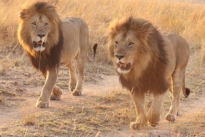 3-Day Private Masai Mara Safari at Mara Elatia Camp — Night Drives & Balloon Options photo 2