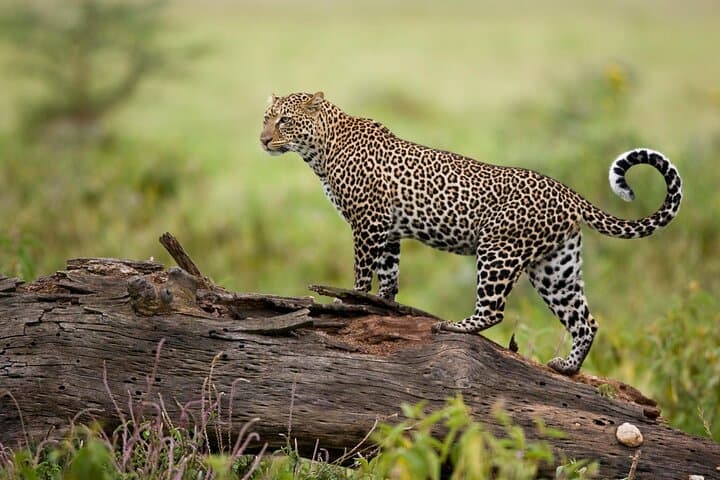 3-Day Private Masai Mara Safari at Mara Elatia Camp — Night Drives & Balloon Options