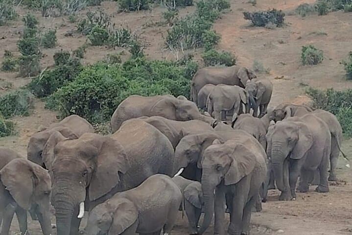 Addo Elephant National Park: Full-Day Guided Safari from Gqeberha photo 3