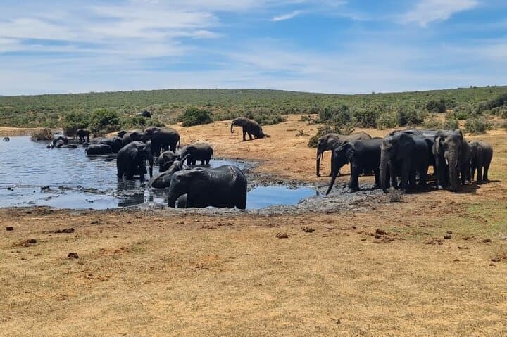 Addo Elephant National Park: Full-Day Guided Safari from Gqeberha photo 4