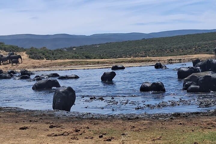 Addo Elephant National Park: Full-Day Guided Safari from Gqeberha photo 5