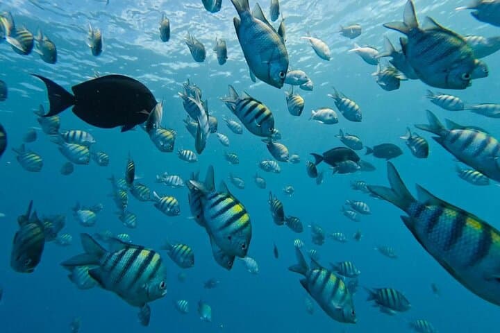 Sosua Snorkeling Adventure: Guided Reef Tour with Gear Included photo 5