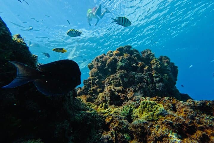 Sosua Snorkeling Adventure: Guided Reef Tour with Gear Included photo 6