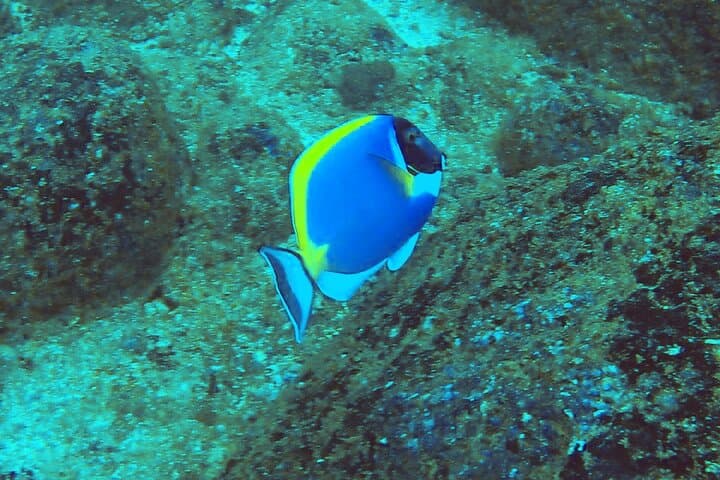 Mirissa Snorkeling with Sea Turtles: 2-Hour Guided Marine Adventure photo 3