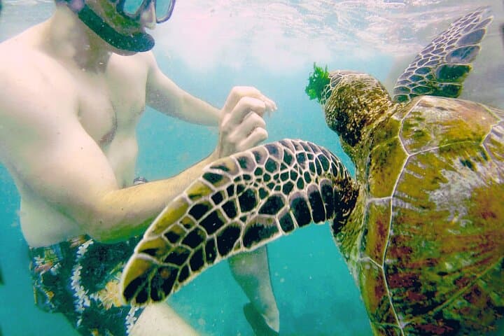 Mirissa Snorkeling with Sea Turtles: 2-Hour Guided Marine Adventure photo 4