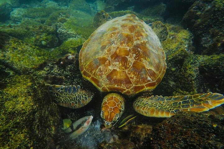 Mirissa Snorkeling with Sea Turtles: 2-Hour Guided Marine Adventure photo 2